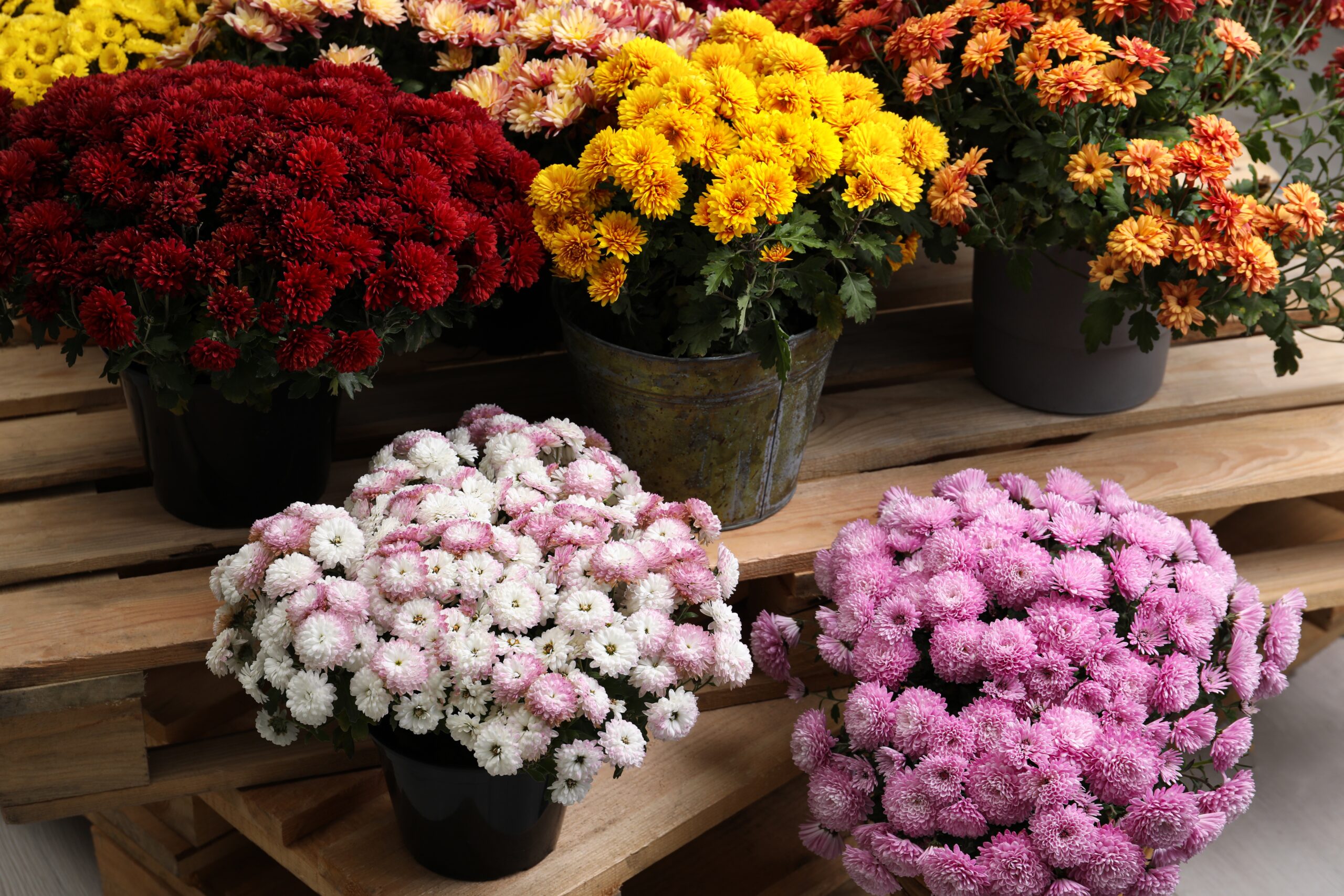 beautiful,different,color,chrysanthemum,flowers,in,pots,on,wooden,pallet